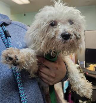 Chester -  Havanese Dog for Adoption in Mobile, Alabama - Chester | PetCurious
