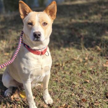 Loretta -  Cattle Dog Dog for Adoption in Mansfield, Texas - Loretta | PetCurious