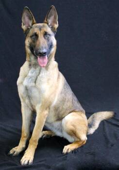 Belgian Shepherd Malinois and Mixed Breed Dogs Available for Adoption - EEVEE | PetCurious
