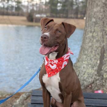 Captain America 01-1110 -  American Staffordshire Terrier and Mixed Breed Dog for Adoption in Covington, Georgia - Captain America 01-1110 | PetCurious
