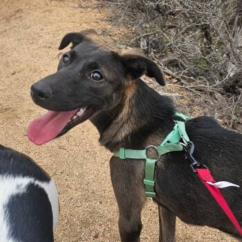 Rescue Shepherd and Black Labrador Retriever Dogs for Adoption in Oceanside, California - Toni Morris | PetCurious
