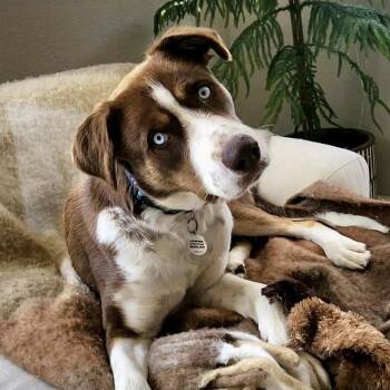 Lucy -  Australian Shepherd and Mixed Breed Dog for Adoption in Mead, Colorado - Lucy | PetCurious