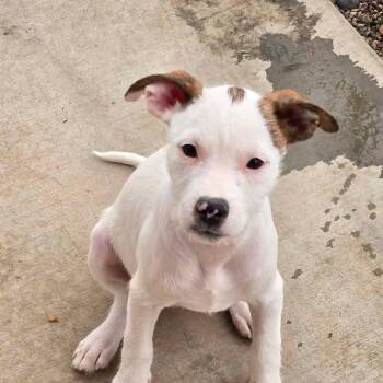 Terrier and Pit Bull Terrier Dogs Available for Adoption in Las Vegas, Nevada - Smidgen RR AZ | PetCurious