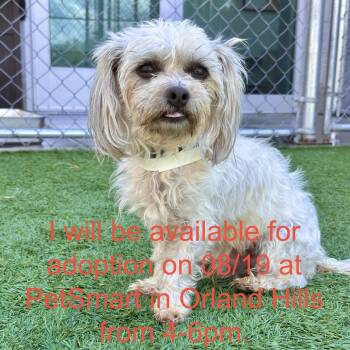 Ezra -  Mixed Breed Dog for Adoption in Matteson, Illinois - Ezra | PetCurious