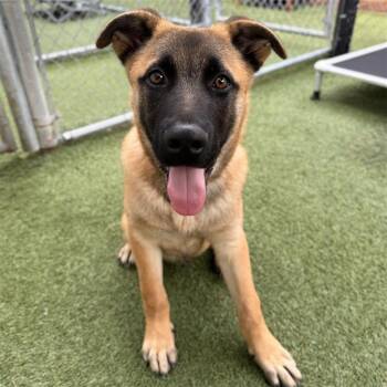 Rescue Belgian Shepherd Malinois Dogs for Adoption in Hawthorne, California - Carrot | PetCurious