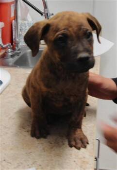 MOOSE -  Pit Bull Terrier and Mixed Breed Dog for Adoption in Albuquerque, New Mexico - MOOSE | PetCurious