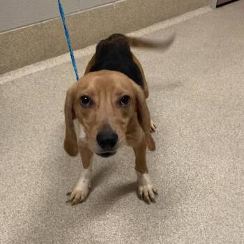 Beagle Dogs Available for Adoption in Bristol, Indiana - Ranger | PetCurious