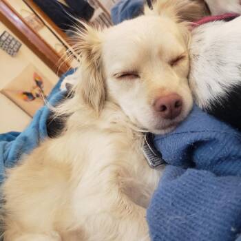 Chihuahua and Beagle Dogs Available for Adoption in Saratoga Springs, New York - Sophie | PetCurious