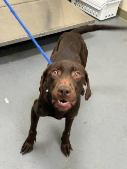 2026-06-107 -  Labrador Retriever Dog for Adoption in Winder, Georgia - 2026-06-107 | PetCurious