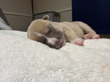 Adner- Nuggets litter -  American Staffordshire Terrier Dog for Adoption in Holly Springs, North Carolina - Adner- Nuggets Litter | PetCurious