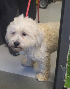 Tibetan Terrier Dogs Available for Adoption in Lawrenceville, Georgia - Pen 183 Leo | PetCurious