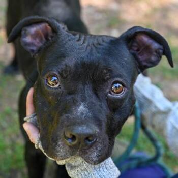 Mixed Breed Dogs Available for Adoption in Chamblee, Georgia - Brunswick | PetCurious