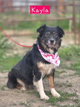 Australian Shepherd Dogs Available for Adoption in Walthill, Nebraska - Kayla | PetCurious
