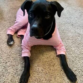 Minnie NEEDS FOSTER OR ADOPTER -  Black Labrador Retriever and Pit Bull Terrier Dog for Adoption in Star, Idaho - Minnie NEEDS FOSTER OR ADOPTER | PetCurious