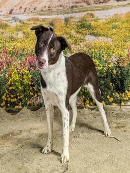 Border Collie and Mixed Breed Dogs Available for Adoption in Thousand Palms, California - HARPER | PetCurious