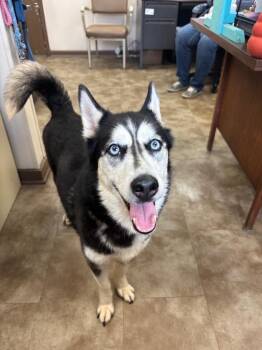 Paisley -  Husky Dog for Adoption in Springfield, Ohio - Paisley | PetCurious