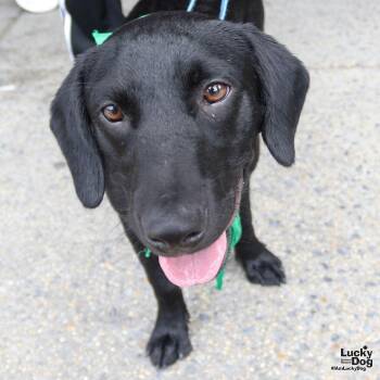 Scout -  Labrador Retriever Dog for Adoption in Washington, District Of Columbia - Scout | PetCurious