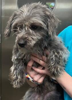 Mixed Breed Dogs Available for Adoption - Daisy | PetCurious