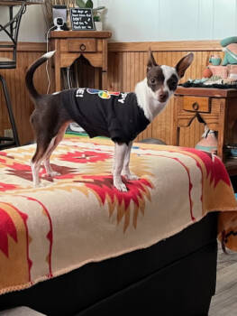 Rescue Chihuahua Dogs for Adoption in Boone, Colorado - Jasmine | PetCurious