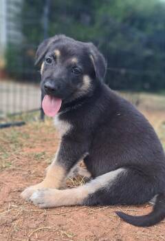 Oleander -  German Shepherd Dog Dog for Adoption in Winston-salem, North Carolina - Oleander | PetCurious