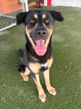 BOB -  German Shepherd Dog and Mixed Breed Dog for Adoption in Doral, Florida - BOB | PetCurious