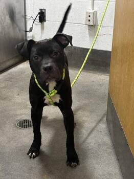 KOLBY -  Labrador Retriever and Pit Bull Terrier Dog for Adoption - KOLBY | PetCurious