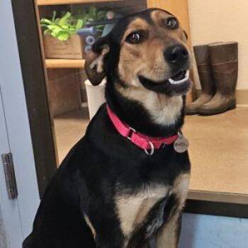 Ruffles -  Mixed Breed Dog for Adoption in Green Valley, Arizona - Ruffles | PetCurious
