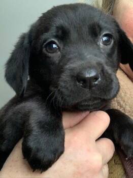 Beagle and Labrador Retriever Dogs Available for Adoption - Lillith | PetCurious