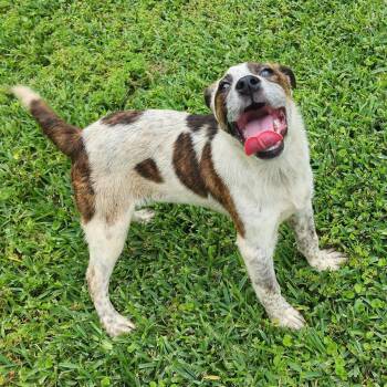 Mixed Breed Dogs Available for Adoption in Cleveland, Texas - Carly | PetCurious