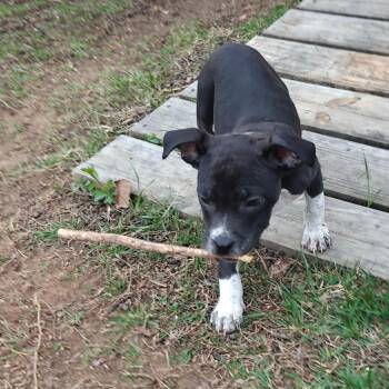 Mixed Breed Dogs Available for Adoption in Fredericksburg, Virginia - Powersurger | PetCurious