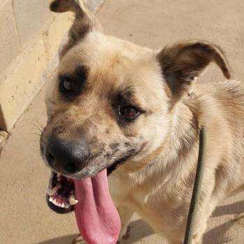 Rescue Pit Bull Terrier and Australian Cattle Dog Blue Heeler Dogs for Adoption in Corydon, Indiana - NASH | PetCurious