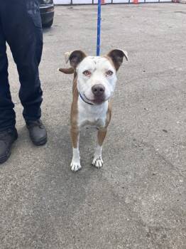 Rescue Pit Bull Terrier Dogs for Adoption in Stockton, California - KATNISS | PetCurious