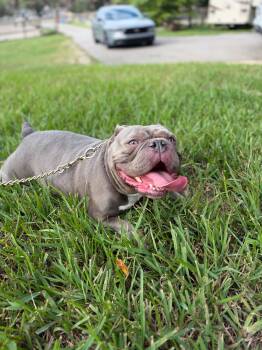 Athena -  American Bully Dog for Adoption in Davie, Florida - Athena | PetCurious