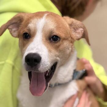 Johnny Cash -  Beagle and Labrador Retriever Dog for Adoption in Sparta, New Jersey - Johnny Cash | PetCurious