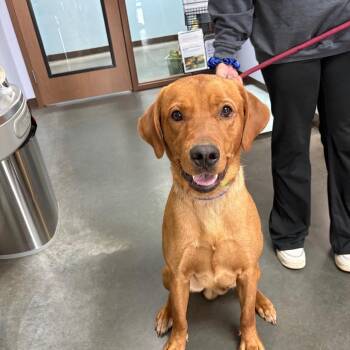 Canelo -  Labrador Retriever Dog for Adoption in Idaho Falls, Idaho - Canelo | PetCurious