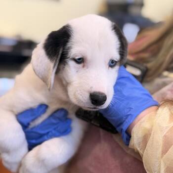 Mixed Breed Dogs Available for Adoption - Angelica | PetCurious