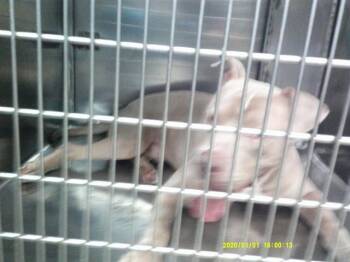 A479662 -  Pit Bull Terrier Dog for Adoption in Oklahoma City, Oklahoma - A479662 | PetCurious