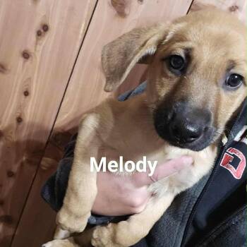 Rescue Mixed Breed Dogs for Adoption in Tomah, Wisconsin - Melody | PetCurious