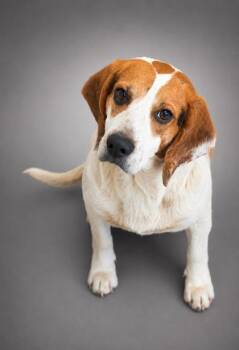 Axel -  Beagle and Mixed Breed Dog for Adoption in Bowling Green, Kentucky - Axel | PetCurious