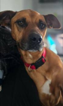 Black Mouth Cur Dogs Available for Adoption in Naperville, Illinois - Ulta | PetCurious
