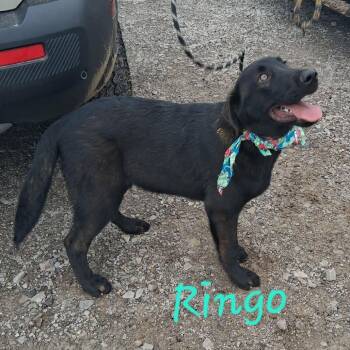 Ringo -  Mixed Breed Dog for Adoption in Dekalb, Illinois - Ringo | PetCurious