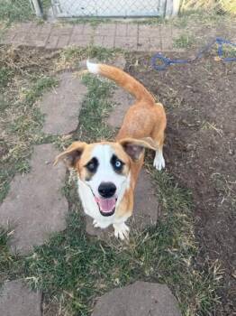 Rescue Corgi and Basset Hound Dogs for Adoption in Littleton, Colorado - Buddy | PetCurious