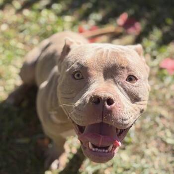 Carina -  Mixed Breed Dog for Adoption in Bangall, New York - Carina | PetCurious