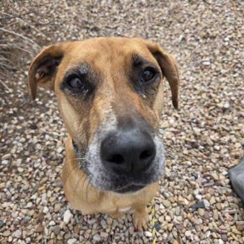 Scout -  Catahoula Leopard Dog and Rhodesian Ridgeback Dog for Adoption in Grand Junction, Colorado - Scout | PetCurious