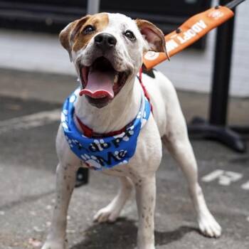 Trent -  Terrier Dog for Adoption in Cornelius, North Carolina - Trent | PetCurious