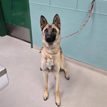 Penny -  Belgian Shepherd Malinois Dog for Adoption in Incline Village, Nevada - Penny | PetCurious