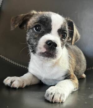 Terrier and Lhasa Apso Dogs Available for Adoption - Briony | PetCurious