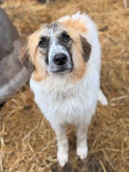 Great Pyrenees and Australian Shepherd Dogs Available for Adoption - Ada May | PetCurious