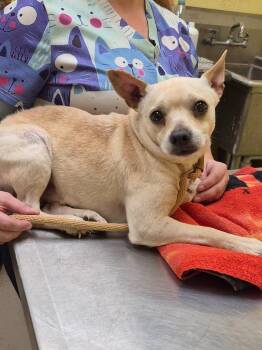 Chihuahua Dogs Available for Adoption - MR BEANS | PetCurious