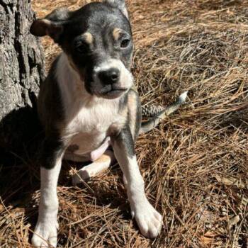 Labrador Retriever and Hound Dogs Available for Adoption - Aster | PetCurious